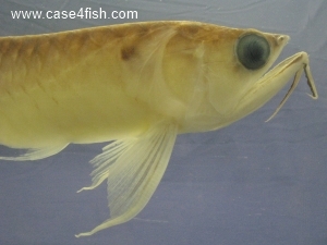 Foto Galerie/Osteoglossiformes/Osteoglossum bicirrhosum/Osteoglossum bicirrhosum_03_S.jpg